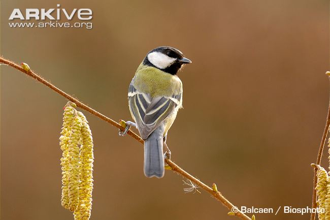 Photo from ARKive of the Great tit (Parus major) - http://www.arkive.org/great-tit/parus-major/image-A20237.html