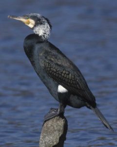 Fotoğraf: http://www.audubon.org/field-guide/bird/great-cormorant